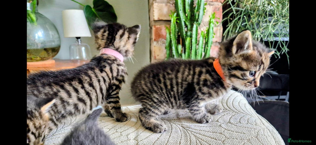 Domestic Shorthair cats for sale: 5 stunning tabby kittens  - Image 3