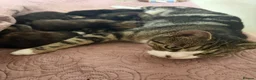 Mixed Breed cats for sale: British Shorthair/ Russian Blue cross kittens.  - Advert 5