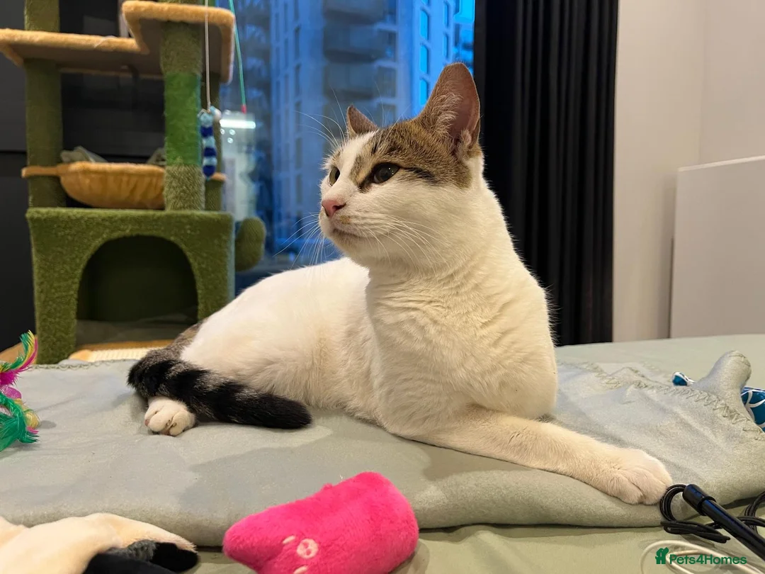 Mixed Breed cats for adoption: ANAKIN -HAPPY CAT WITH DOG -CALM -  INTELLIGENT - Advert 8