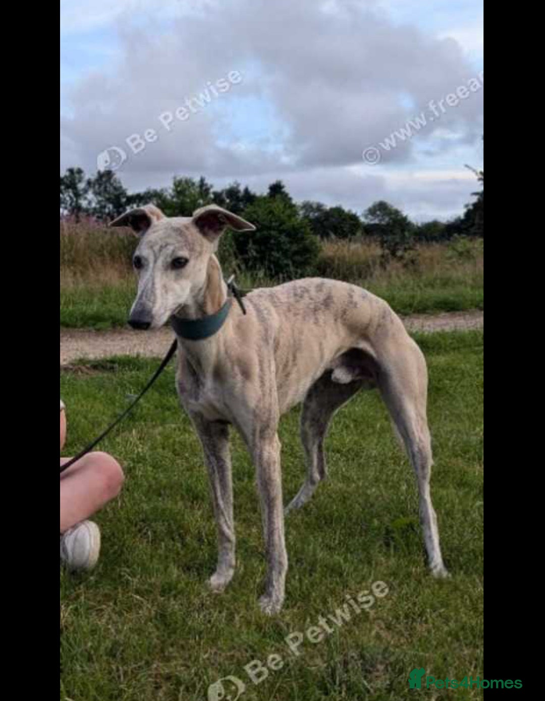 Whippet dogs for sale: 🐾 KC Whippet Puppies – Waitlist Now Open 🐾 - Advert 7