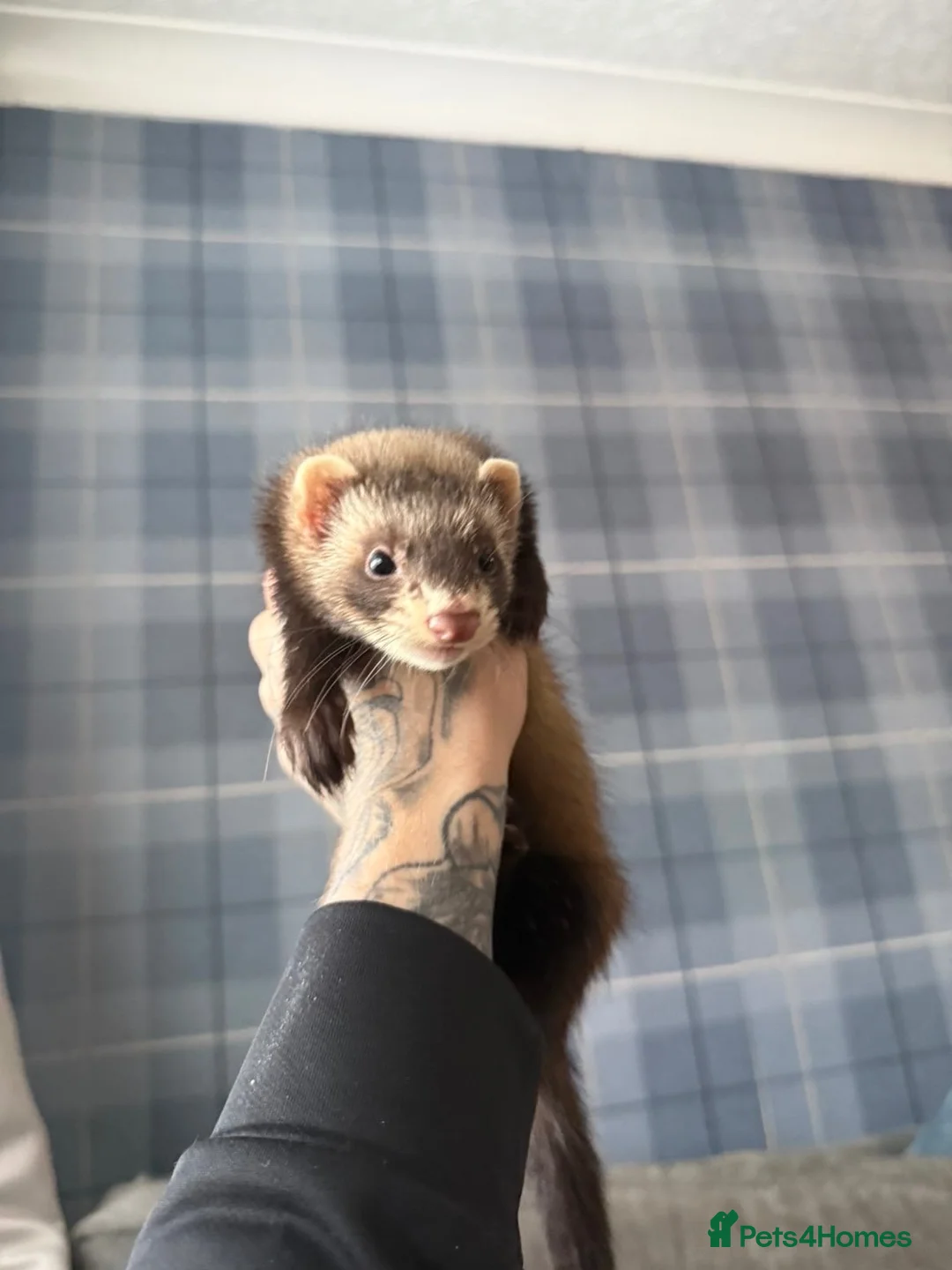 Ferret rodents for sale: Hobs and Jills - Advert 2