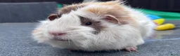 Guinea Pig rodents for sale: Funky Tri boar  - Advert 3
