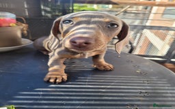 Dachshund dogs for sale: Isabella and Tan Daschund 🩷 - Image 3