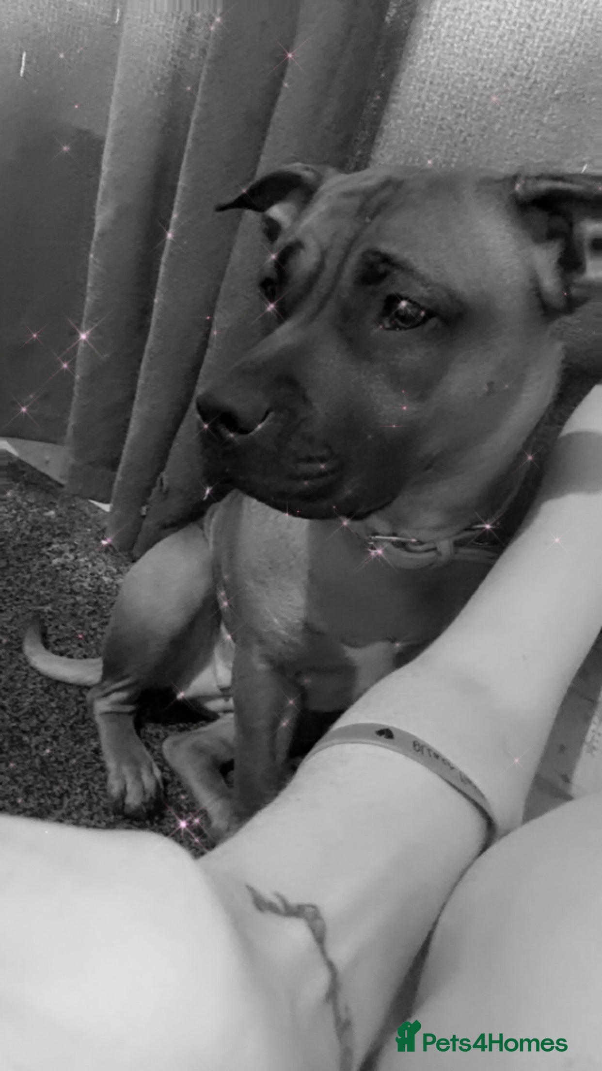 Staffordshire Bull Terrier dogs Lola is an bubbly staffy - Advert 7