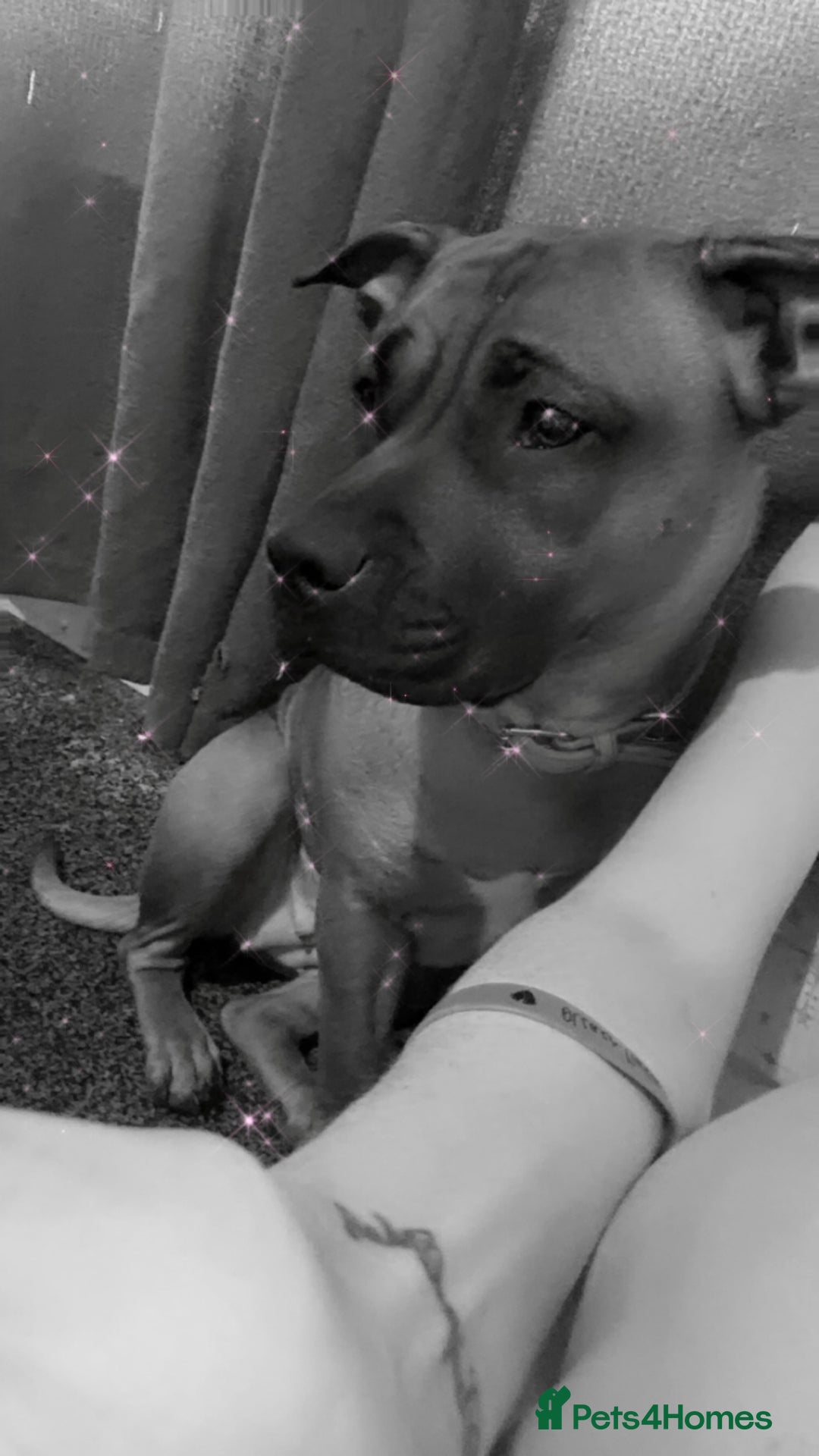 Staffordshire Bull Terrier dogs for sale: Lola is an bubbly staffy - Advert 1