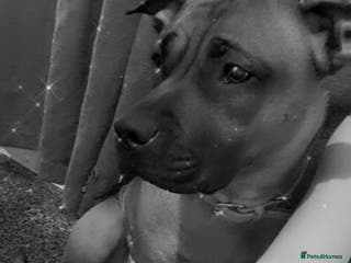 Staffordshire Bull Terrier dogs Lola is an bubbly staffy - Advert 3