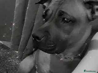 Staffordshire Bull Terrier dogs Lola is an bubbly staffy - Advert 9