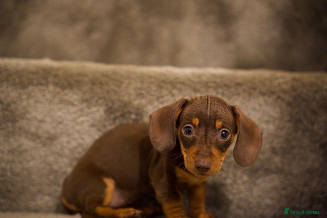 Dachshund dogs for sale: Dachshund boy pure breed stunning - Advert 8