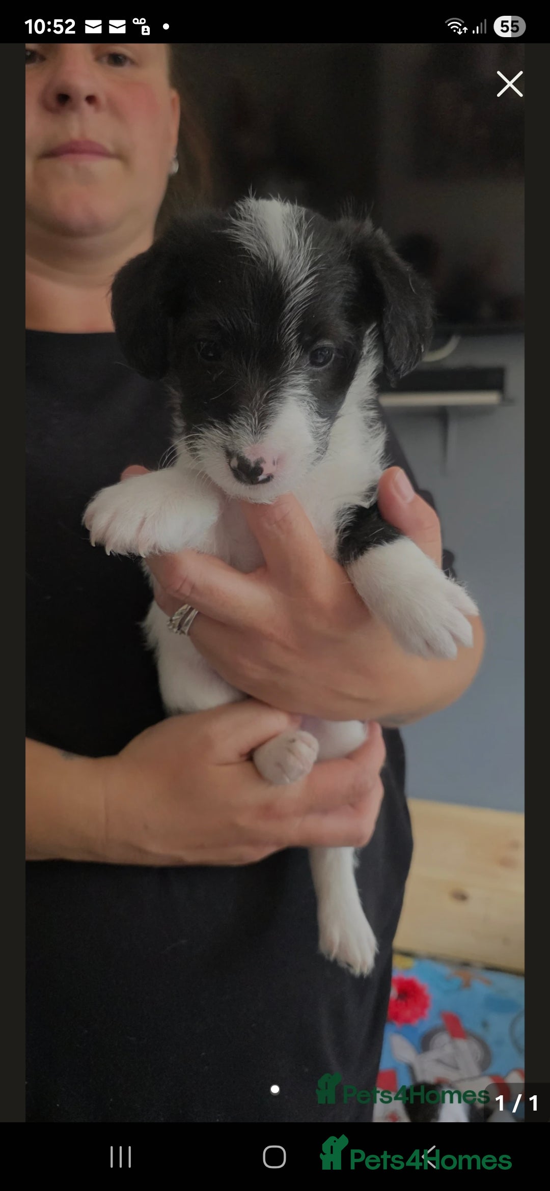 Jackapoo dogs for sale: BEAUTIFUL LAST JACKAPOO FEMALE in Epping - Image 3
