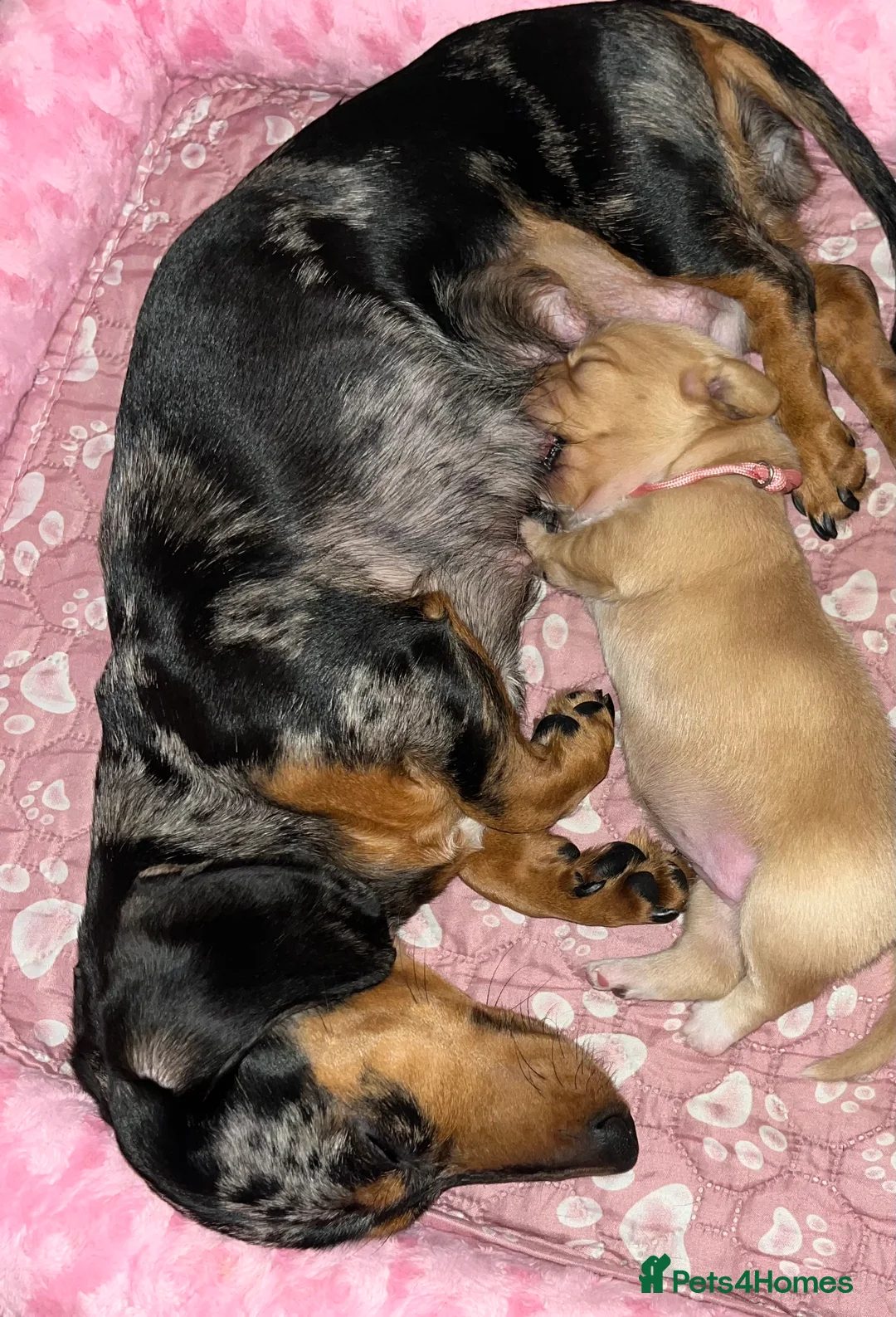 Miniature Dachshund dogs for sale: Minature Dachshunds (cream carriers) - Advert 6