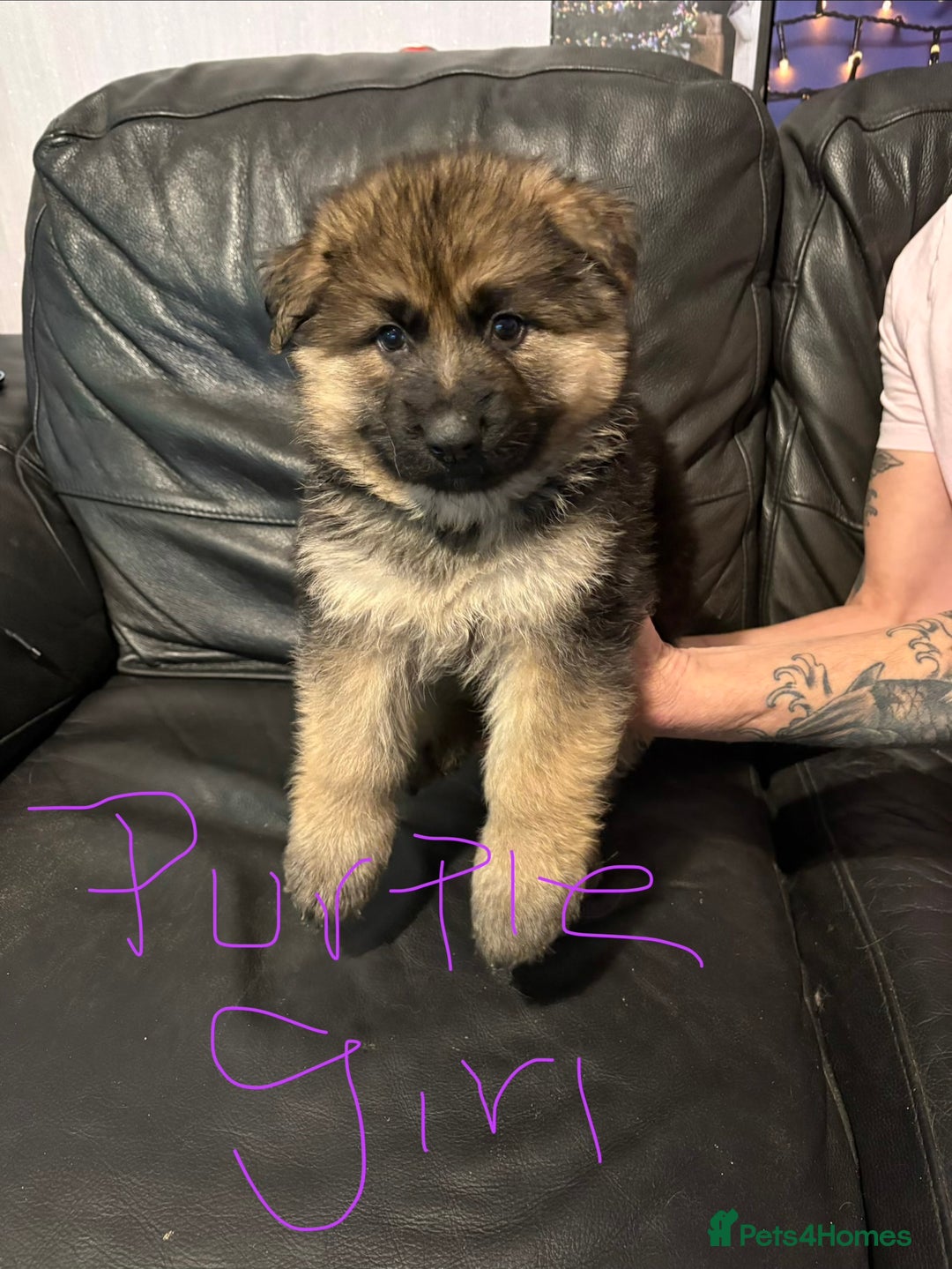 Mixed Breed dogs for sale: 4 stunning German shepherd pups for sale ready now - Advert 11