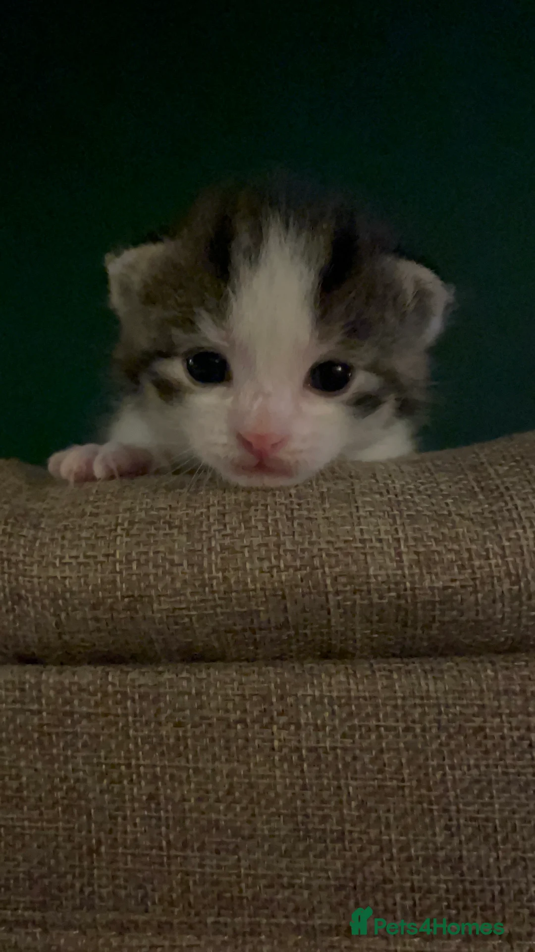 Mixed Breed cats for sale: Gorgeous tabby’s  - Advert 3