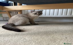 Scottish Fold cats for sale: British Shorthair and Scottish Fold - Image 16