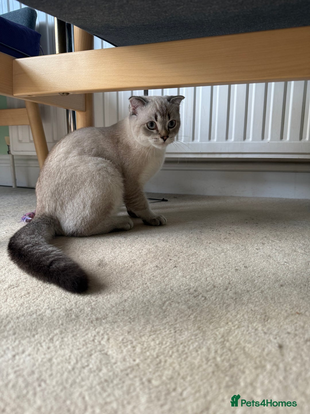 Scottish Fold cats for sale: British Shorthair and Scottish Fold - Image 16