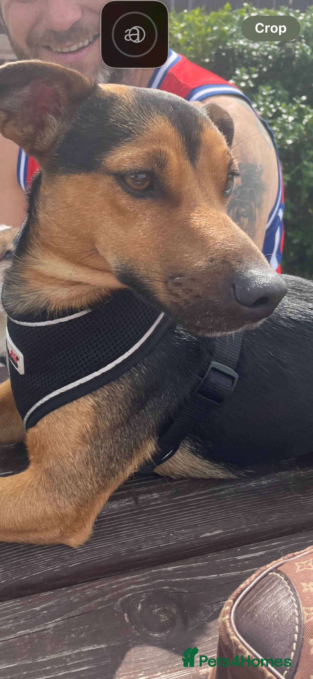 Jack Russell dogs for stud: Tank son of Louis of much wenlock  - Advert 4