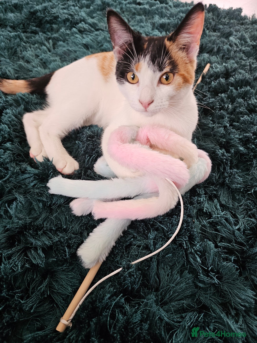 Domestic Shorthair cats for sale: Winky - Calico Cat - Female - Advert 2