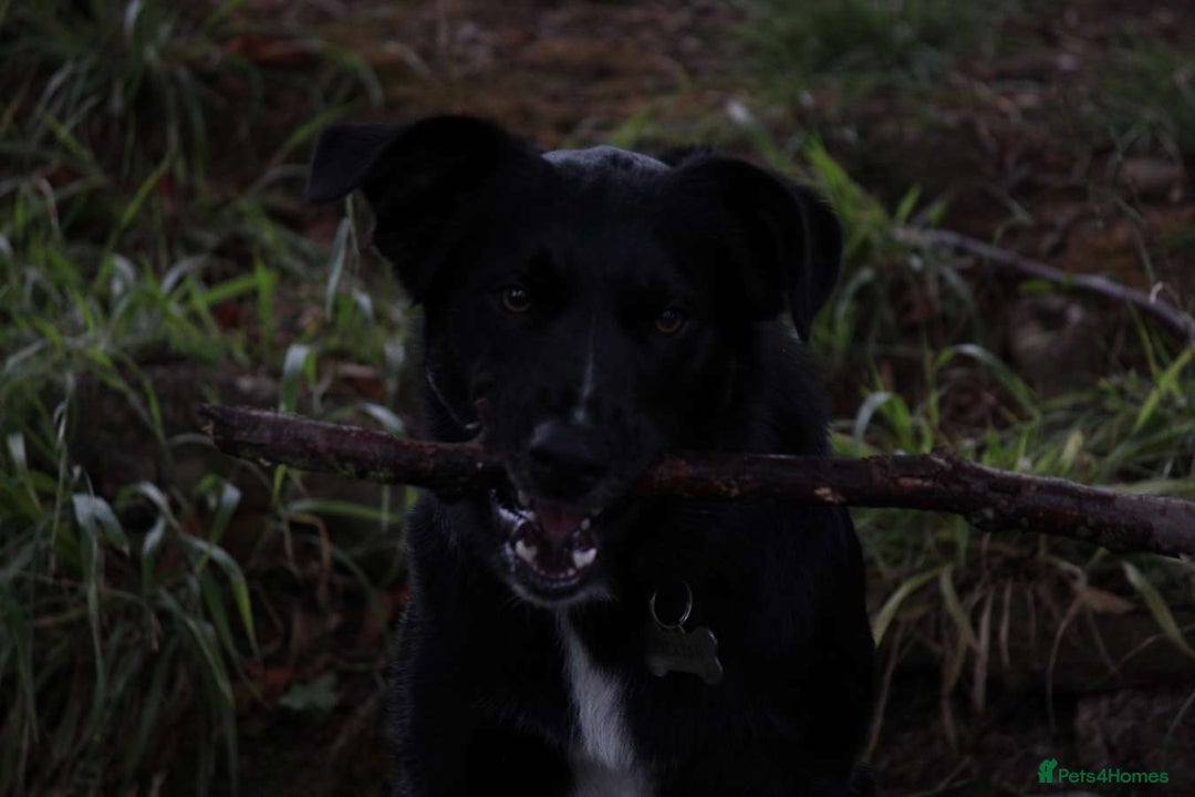Border Collie dogs for sale: Border collie  - Image 13