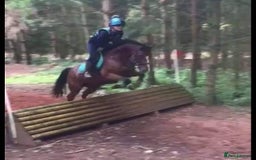 Other Breed horses for sale: 15.1 Welsh x thoroughbred  - Image 24