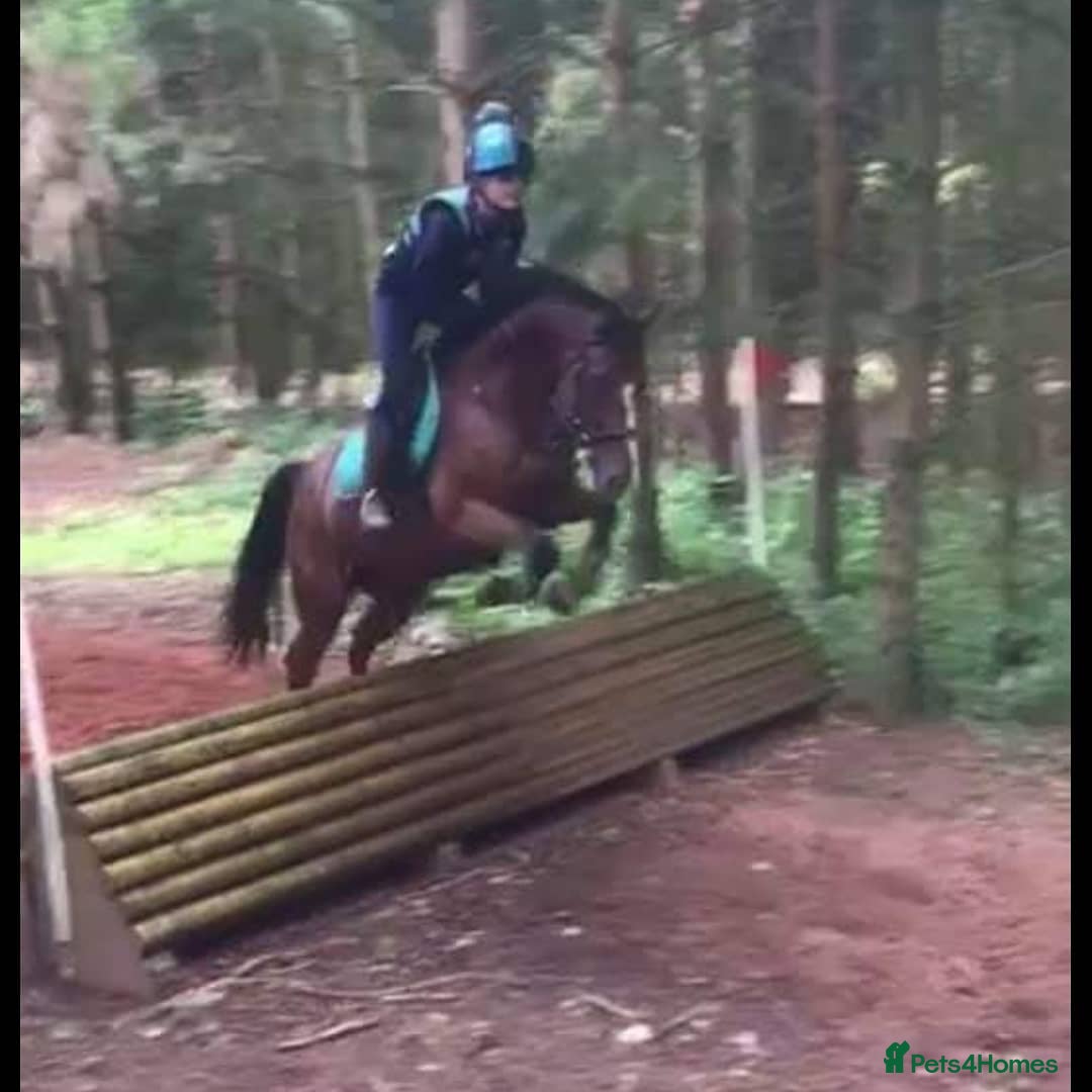 Other Breed horses for sale: 15.1 Welsh x thoroughbred  - Image 24
