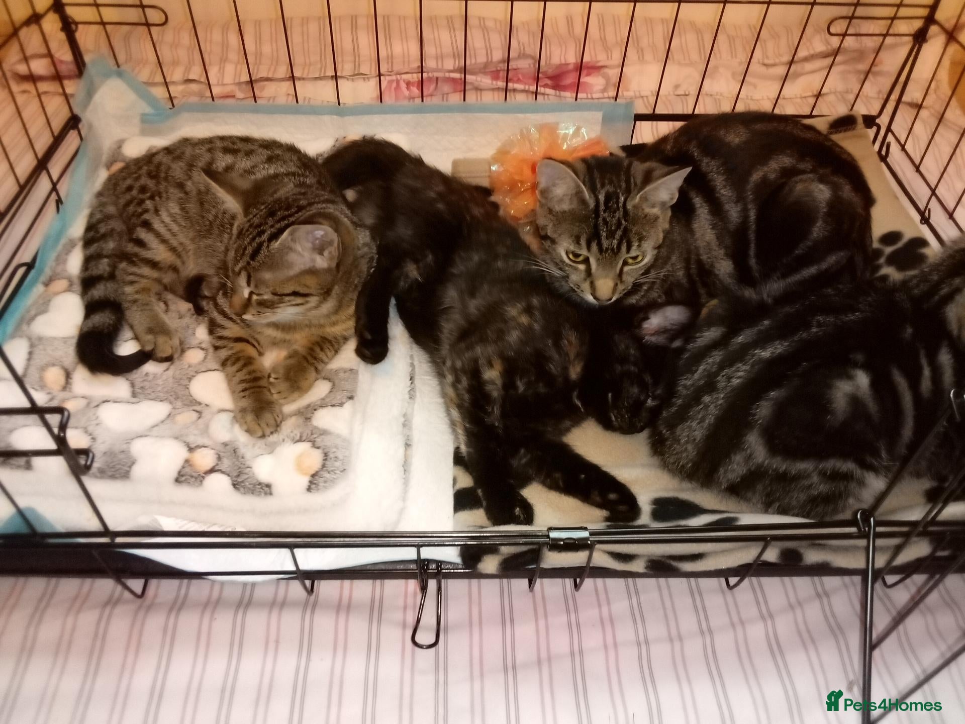 Mixed Breed cats Bengal x kittens - Advert 20