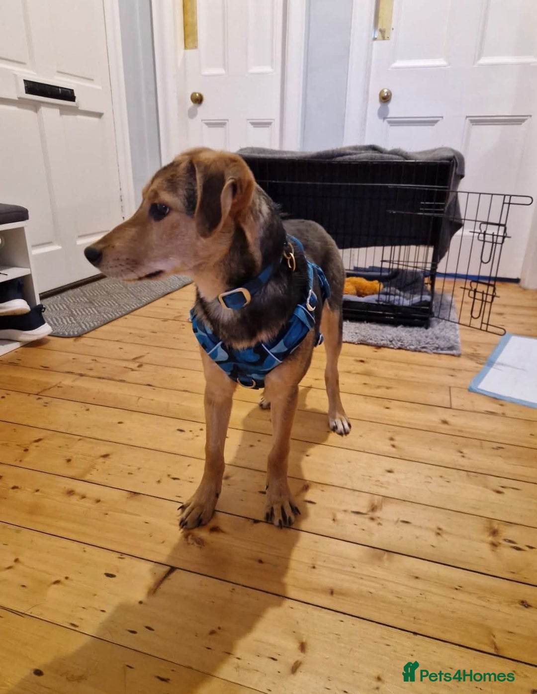 Mixed Breed dogs for adoption: Gorgeous girl Tinsel - Foster or Foster to Adopt  - Advert 3