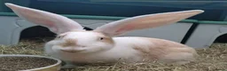 Continental Giant rabbits for sale: PURE Continental Giants - Vaccinated- RESERVE    - Advert 2
