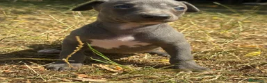 Whippet 3
