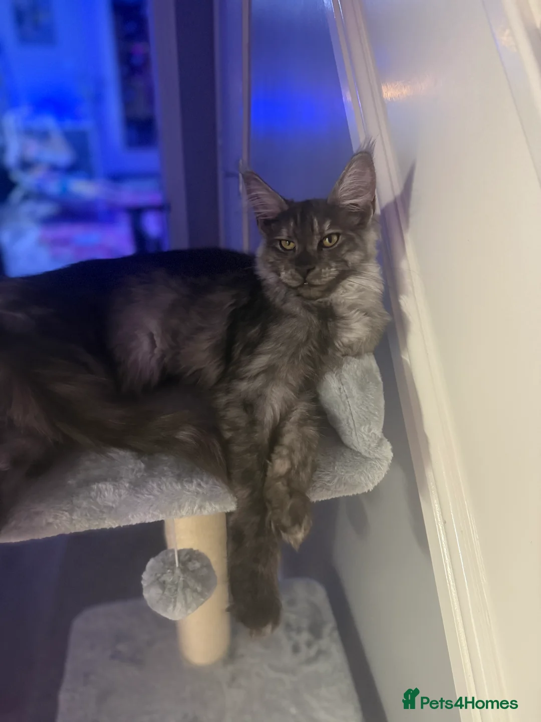 Maine Coon cats for sale: 8 month old mainecoon female  - Advert 6