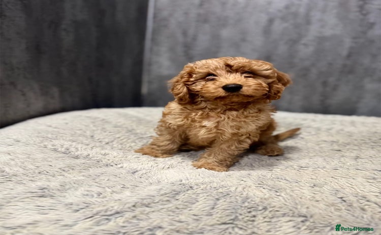 Cavapoo dogs - Advert 1