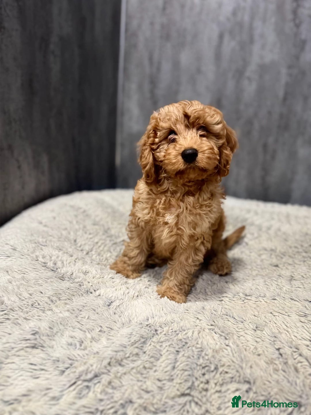 Cavapoo dogs for sale: Cavapoo puppies  - Image 1