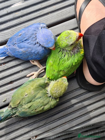 Ringnecks birds - Advert 17