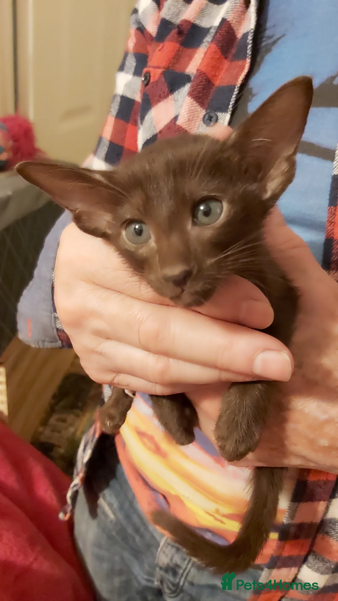 Oriental cats for sale: Pedigree Oriental 1 GIRL XL size ears GCCF£1300 - Advert 2