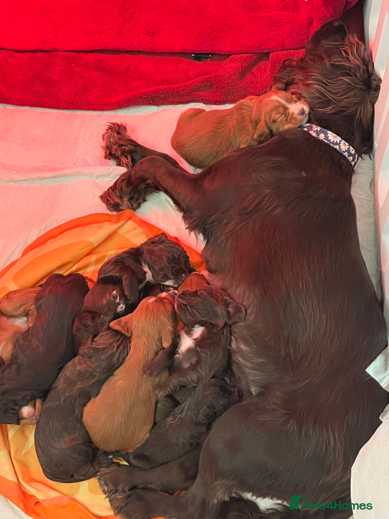 Cocker Spaniel dogs Kc registered working cocker spaniel puppies - Advert 1
