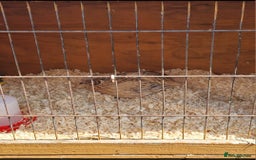 Mixed Breed birds for sale: Male Quail - Image 1