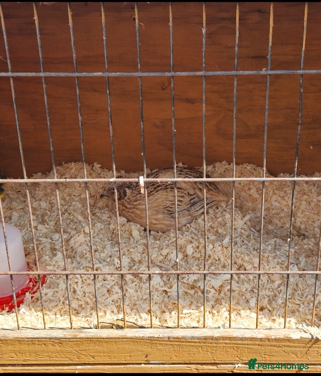 Mixed Breed birds for sale: Male Quail - Image 1