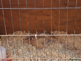Mixed Breed birds - Advert 30