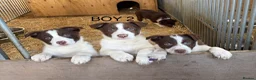 Border Collie dogs for sale: Border Collie Pups - Advert 4