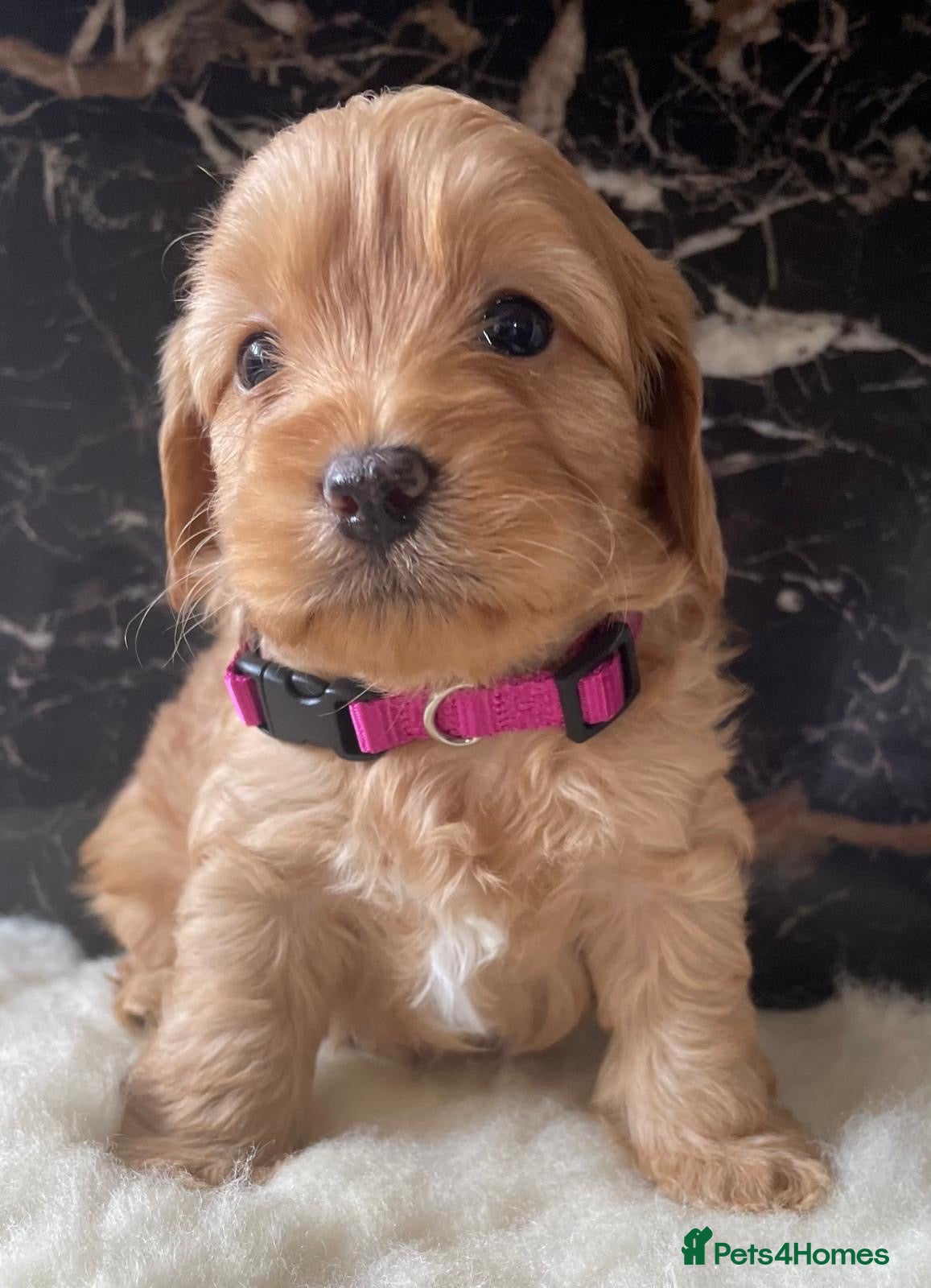 Shihpoo dogs Rare PRA clear health tested Shihpoo x Puppies  - Advert 1