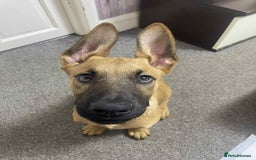 German Shepherd dogs for sale: Lovely puppy boy  - Image 1