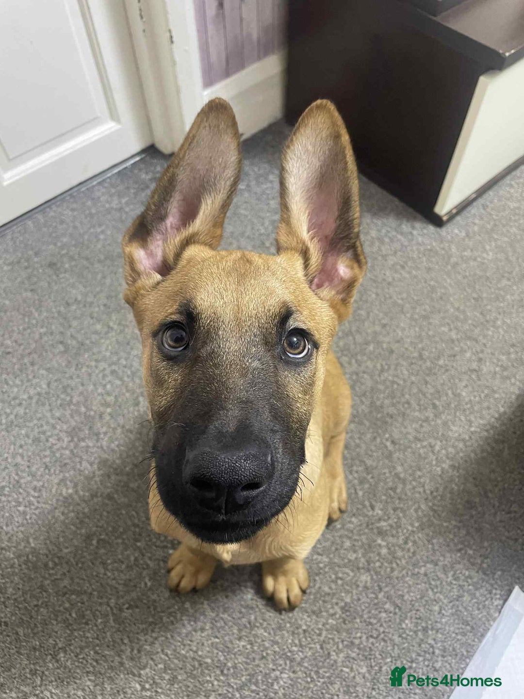 German Shepherd dogs for sale: Lovely puppy boy  - Image 1