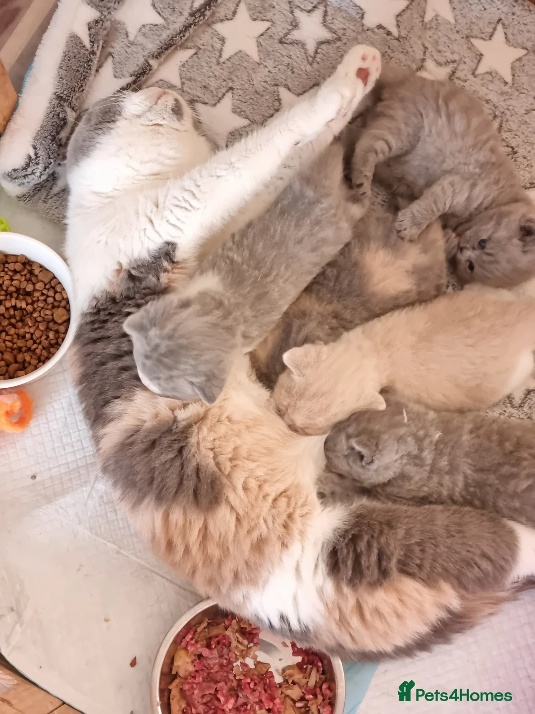 British Shorthair cats for sale: British Shorthair kittens.  - Advert 13