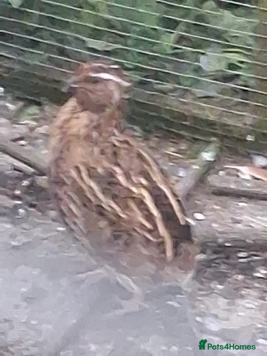 Mixed Breed birds for sale: 3 male quails in Skegness - Advert 3