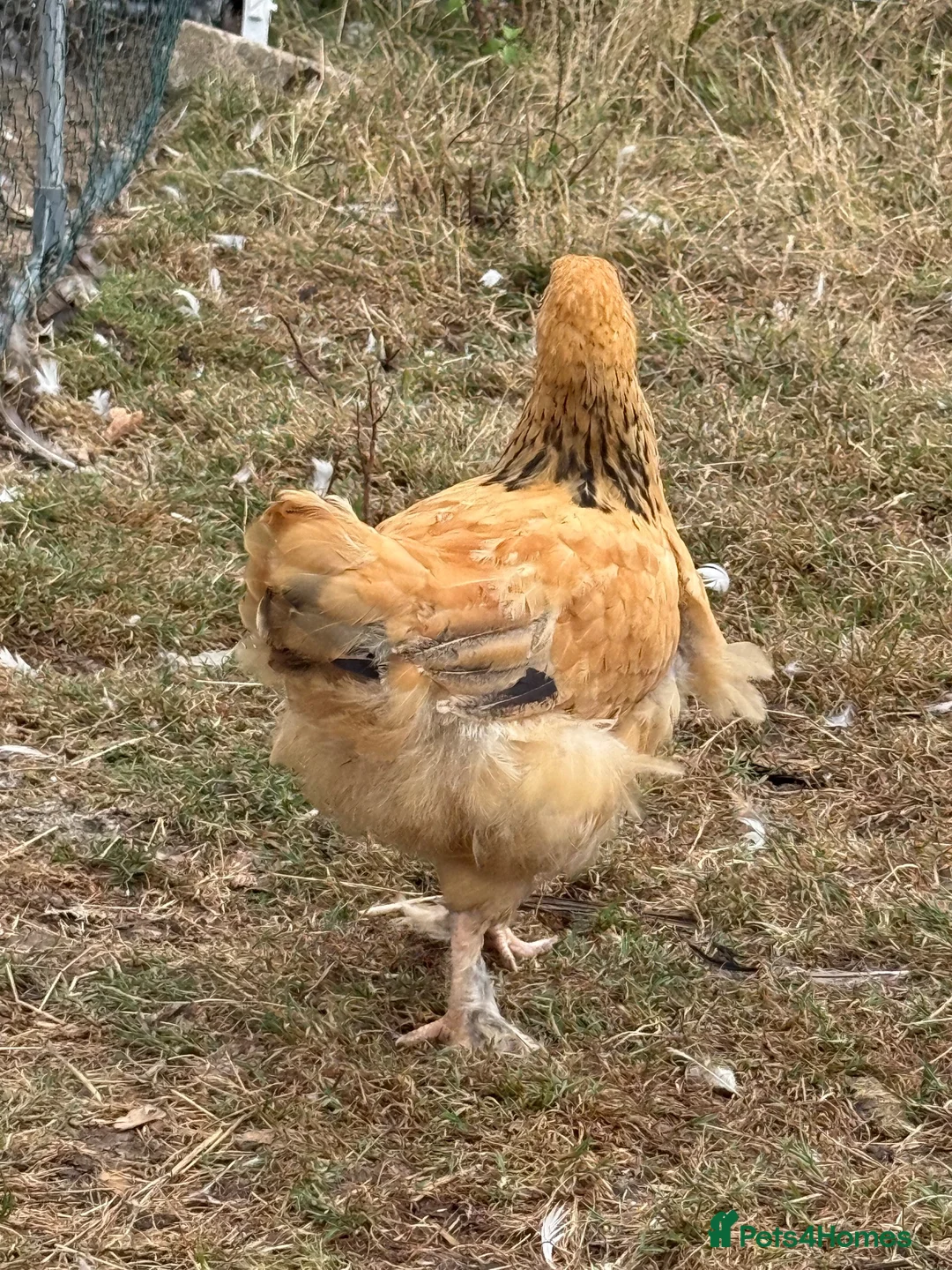 Chickens poultry for sale: 3 small hens available  - Advert 5