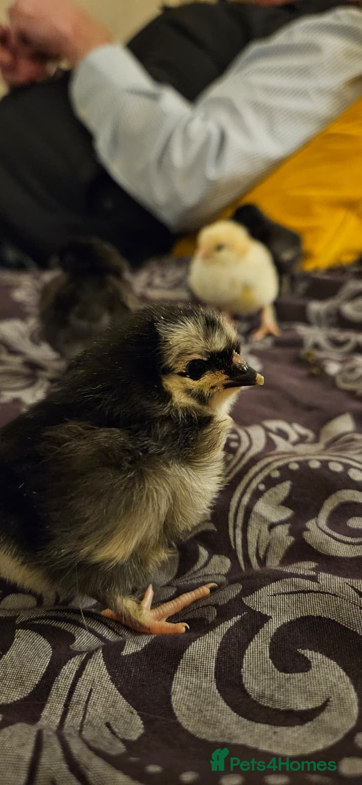 Chickens poultry Chicks - Advert 4