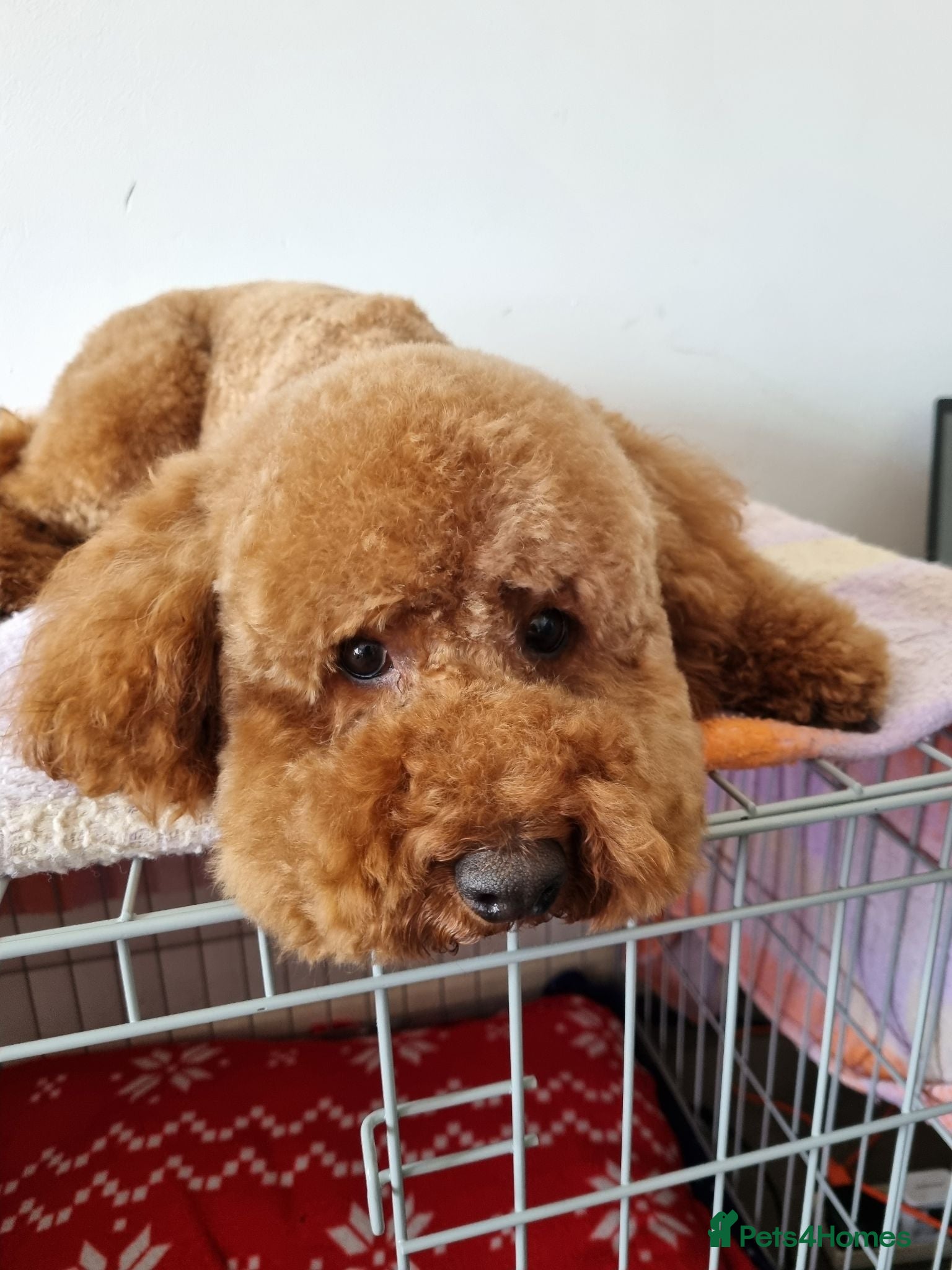 Miniature Poodle dogs Marley KC Red miniature Poodle for stud only - Advert 4