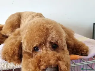 Miniature Poodle dogs Marley KC Red miniature Poodle for stud only - Advert 2