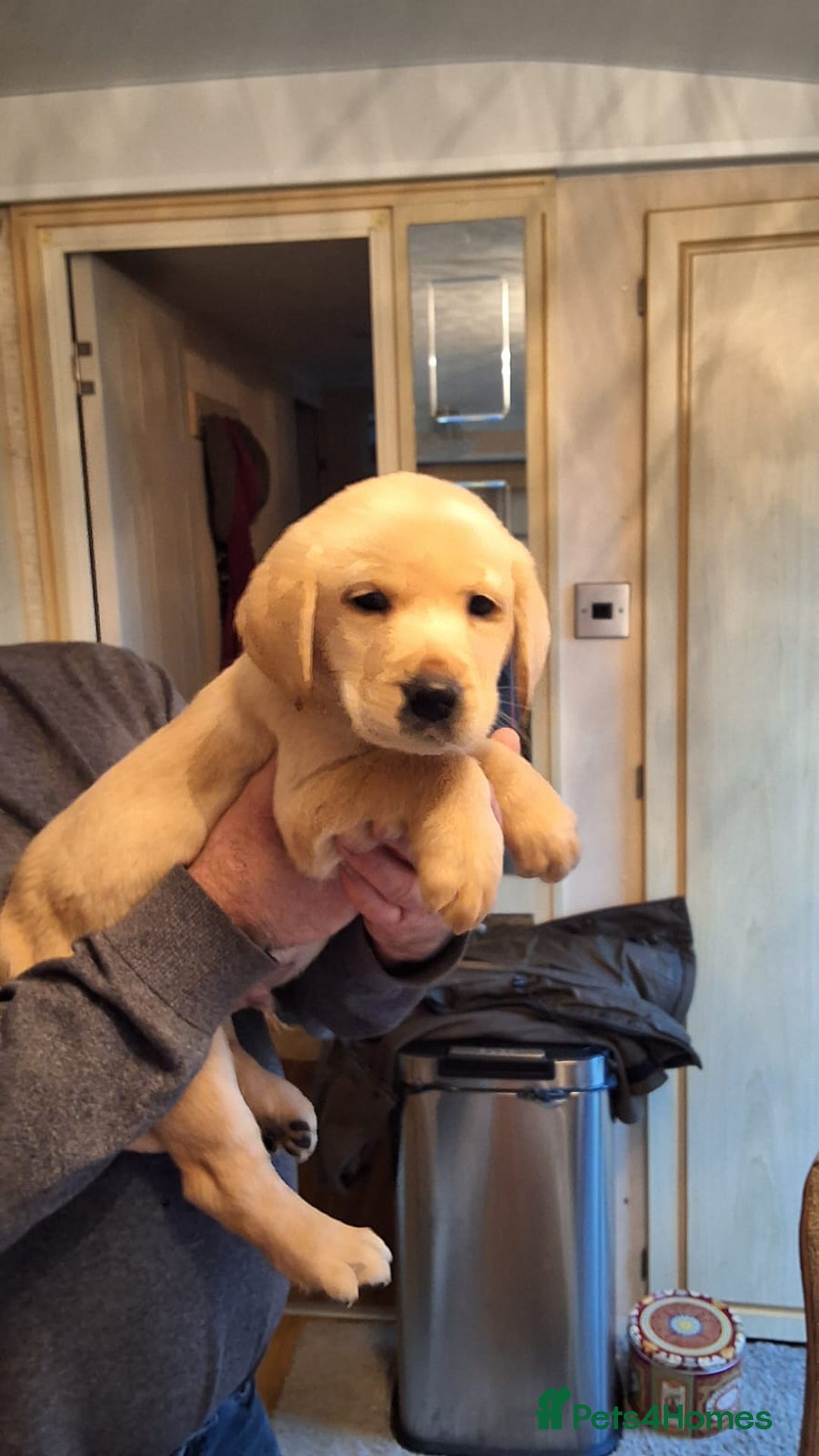 Goldador dogs for sale: Goldador puppies  - Advert 18