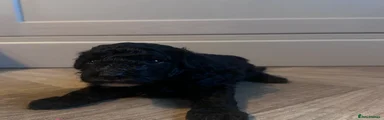 Poochon 5