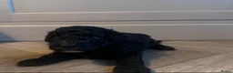 Poochon dogs for sale: Poochon pups 🐾 - Advert 5