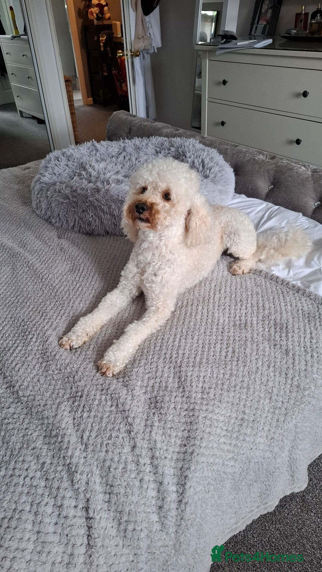 Poodle dogs for stud: Toy Poodle - Image 5